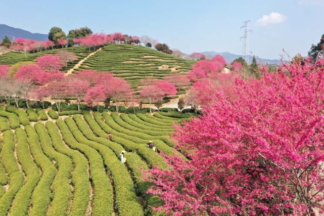 龙岩市市花图片