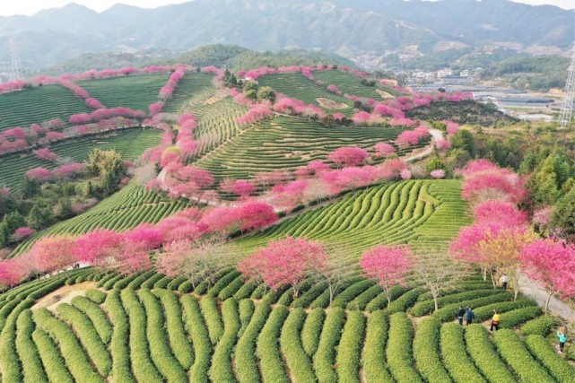 春节前夕,福建省龙岩市的永福樱花园里,樱花竞相绽放,美不胜收.