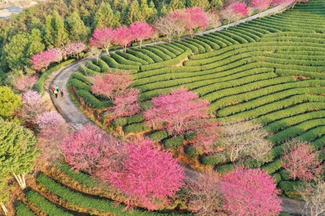 春节前夕,福建省龙岩市的永福樱花园里,樱花竞相绽放,美不胜收.