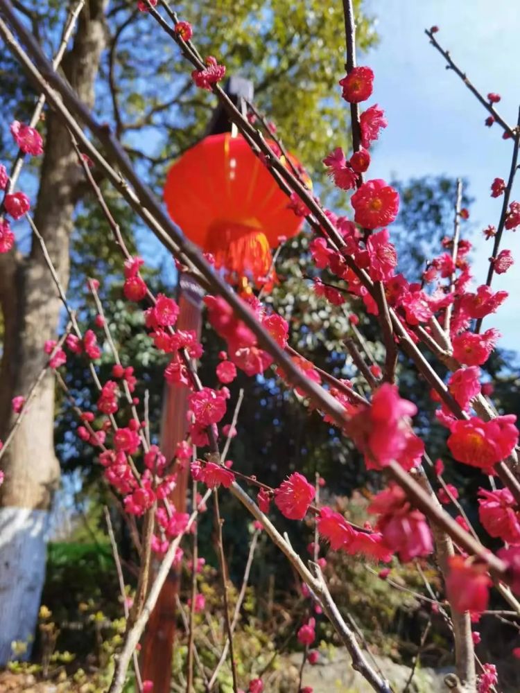 梅花树上挂灯笼图片图片