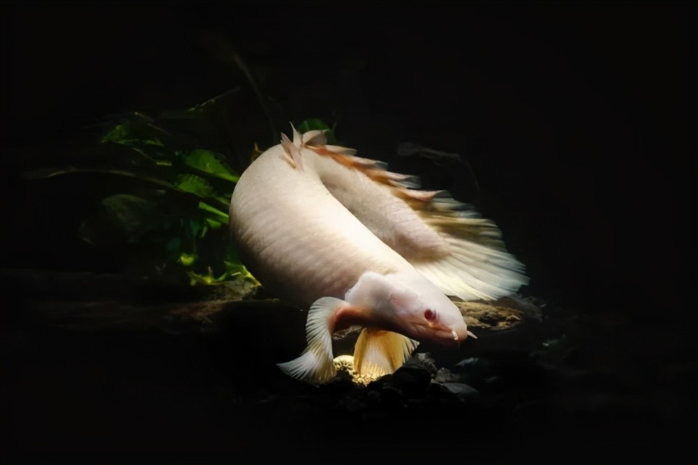 新生代|人类传承了4亿年前鱼祖先的登陆绝技，新生代鱼却把它们弄丢了