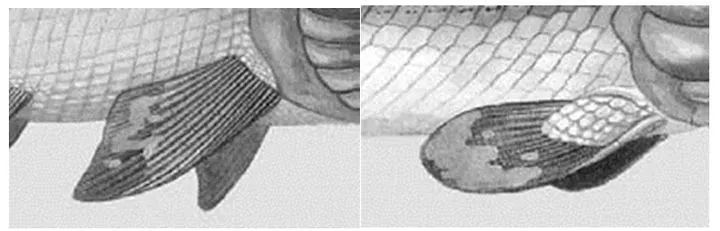 新生代|人类传承了4亿年前鱼祖先的登陆绝技，新生代鱼却把它们弄丢了