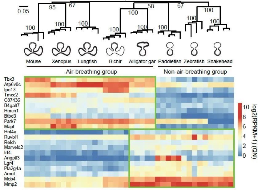 新生代|人类传承了4亿年前鱼祖先的登陆绝技，新生代鱼却把它们弄丢了