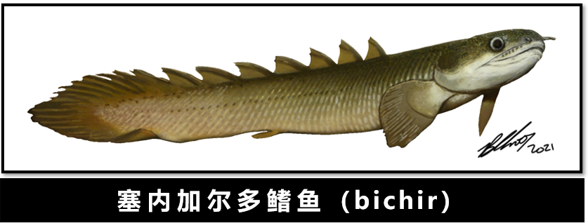 新生代|人类传承了4亿年前鱼祖先的登陆绝技，新生代鱼却把它们弄丢了