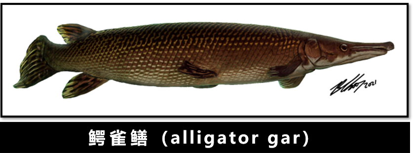 新生代|人类传承了4亿年前鱼祖先的登陆绝技，新生代鱼却把它们弄丢了