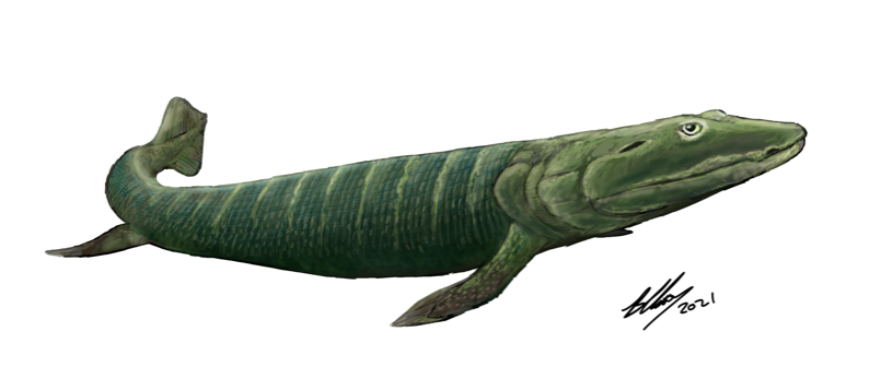 新生代|人类传承了4亿年前鱼祖先的登陆绝技，新生代鱼却把它们弄丢了