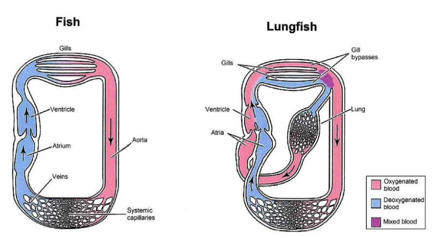 图13. 鱼(左)和肺鱼的血液循环系统比较.
