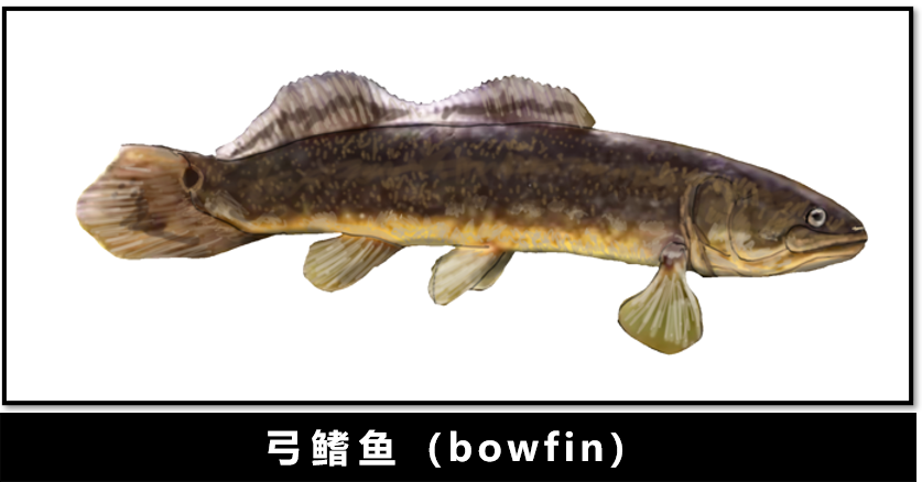 新生代|人类传承了4亿年前鱼祖先的登陆绝技，新生代鱼却把它们弄丢了