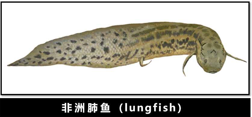 新生代|人类传承了4亿年前鱼祖先的登陆绝技，新生代鱼却把它们弄丢了