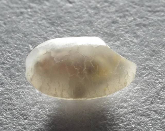 米虫一开始就躲在了米粒里 我们吃的饭中就有虫卵 腾讯网