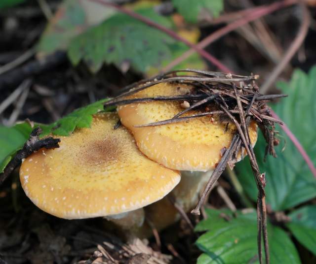 东北第四宝野生榛蘑竟有这样的作用