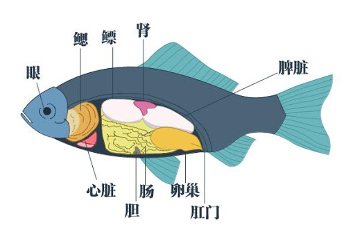 鱼的结构图内脏图片