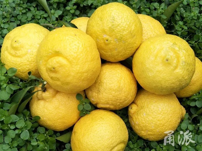 产自象山的春香柑橘在线上直播期间卖出了2500公斤.