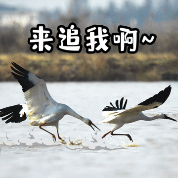 恭鹤新禧请查收江西人的贺岁表情包