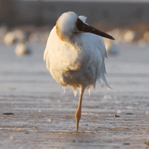 恭鹤新禧请查收江西人的贺岁表情包