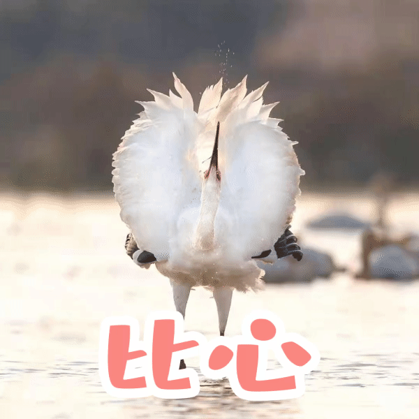 恭鹤新禧请查收江西人的贺岁表情包