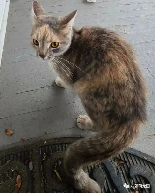 给猫取名叫 鸭鸭 结果整天跑水槽里冲水 妈奔溃 猫咪 铲屎官 鸭鸭 狗狗 猫粮 朱丽叶