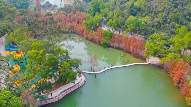 12只黑天鹅顺利入住免费开放就在珠海这个新公园