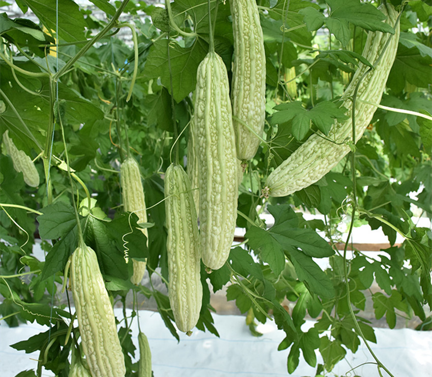 苦瓜|种了四年的苦瓜，就认准了此品种，不但产量高，效益也挺好