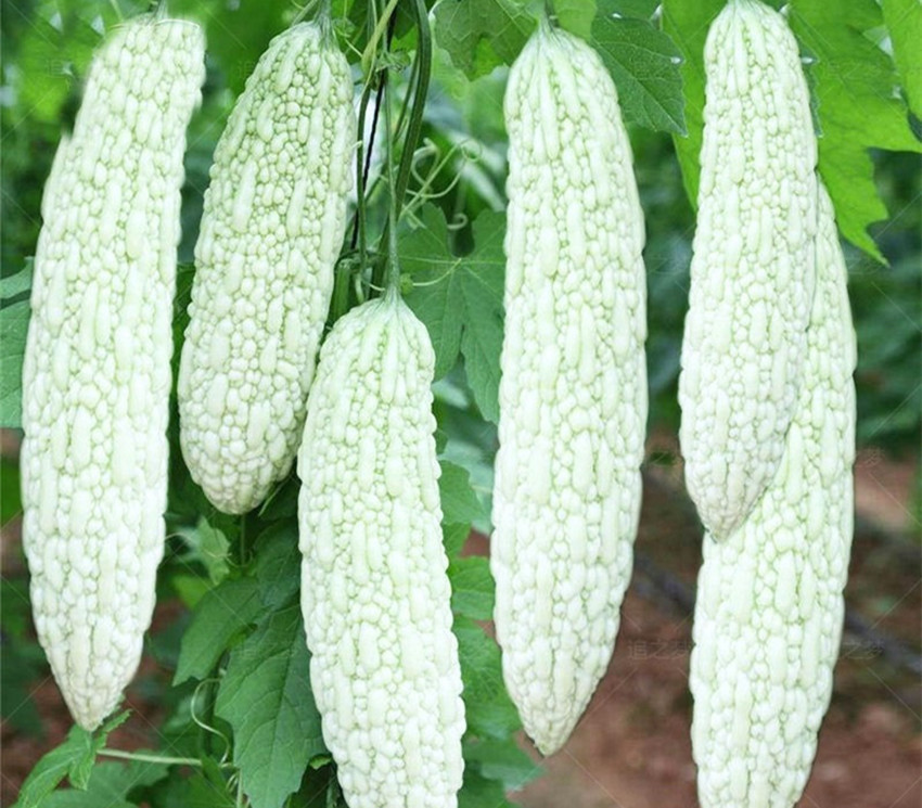 苦瓜|种了四年的苦瓜，就认准了此品种，不但产量高，效益也挺好