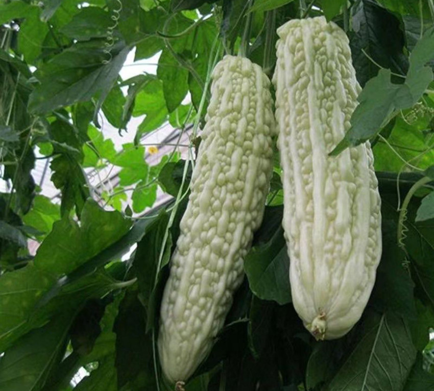 苦瓜|种了四年的苦瓜，就认准了此品种，不但产量高，效益也挺好