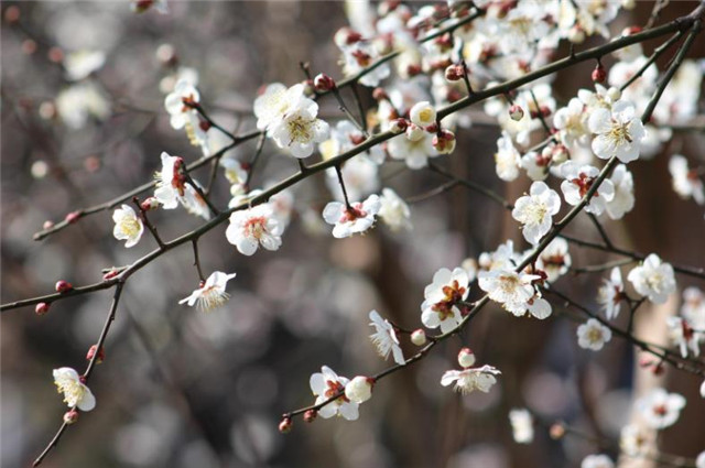 隋朝金谷園萬樹梅花臘月正月早驚春梅花色白雪中明