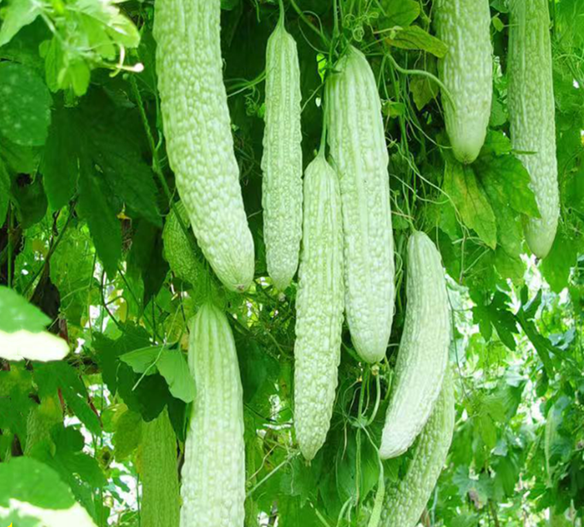 苦瓜|种了四年的苦瓜，就认准了此品种，不但产量高，效益也挺好