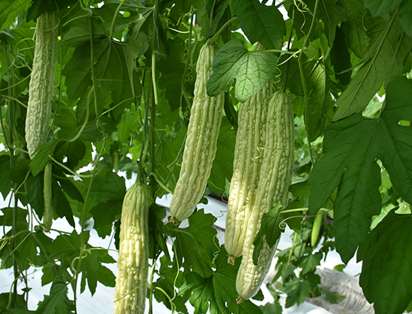 苦瓜|种了四年的苦瓜，就认准了此品种，不但产量高，效益也挺好