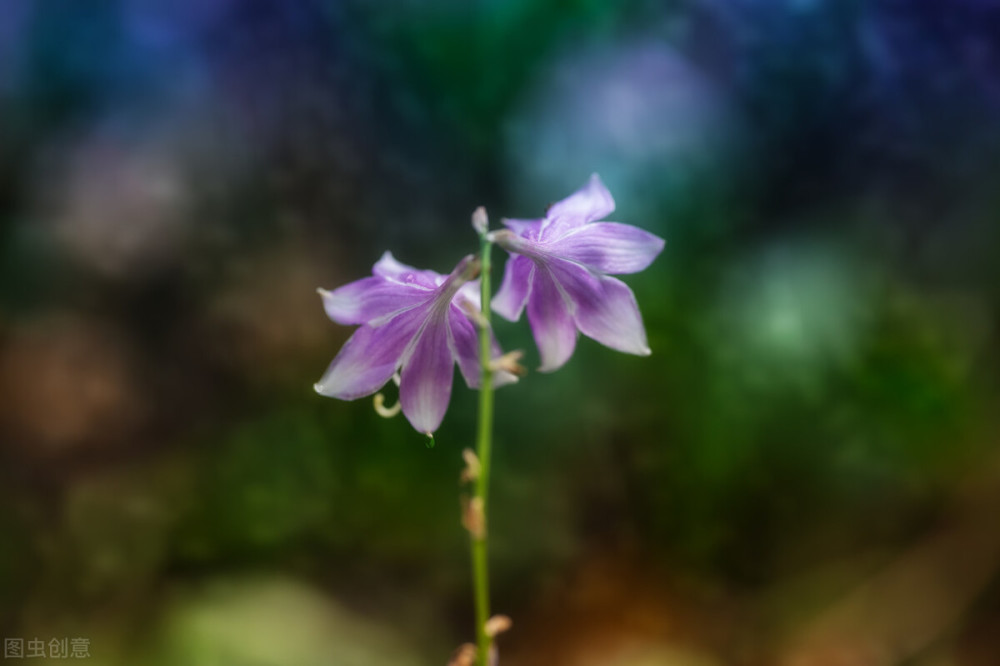 落花三千,我只寄那一朵:雙生花.