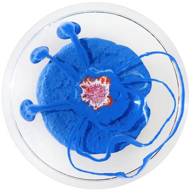 为了更好的仿照细菌的模样,克拉丽·赖斯在培养皿中绘画的时候,需要