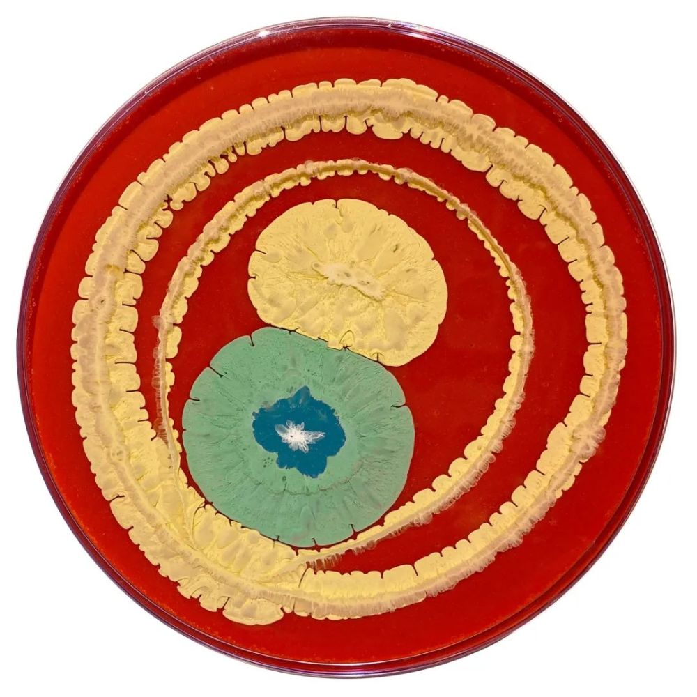 生物专家用培养皿画画,画成的细菌作品,色彩炸裂