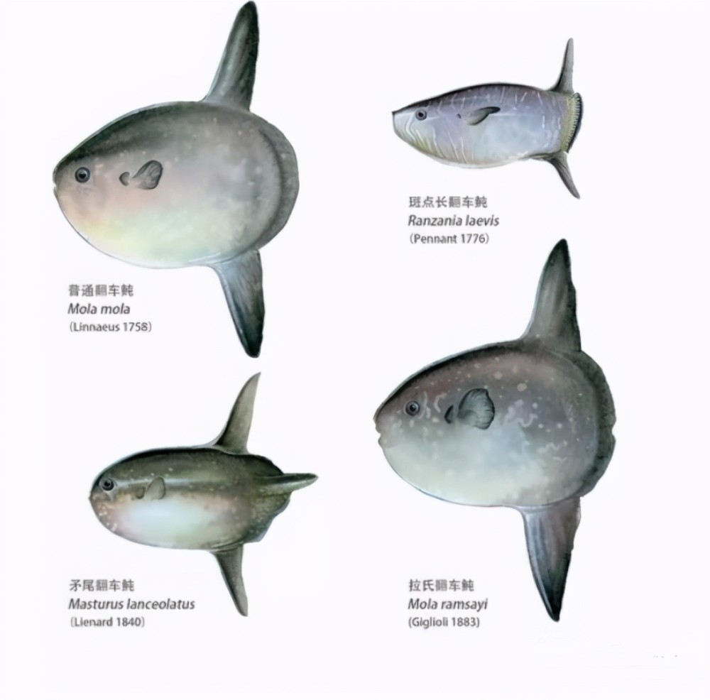 除了"太阳鱼""月亮鱼"之外,翻车鱼的另一个称号是"游泳的头",这个称号