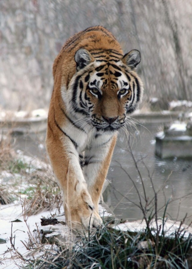 东北虎闯进农田钻果园