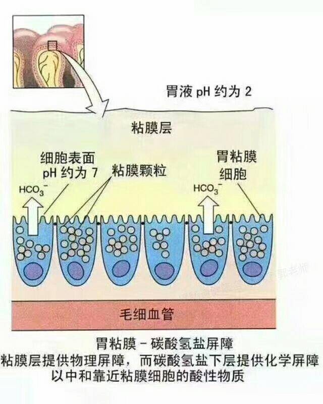 损伤胃黏膜的5大罪魁祸首,你占了几条,给您支招如何修复胃黏膜