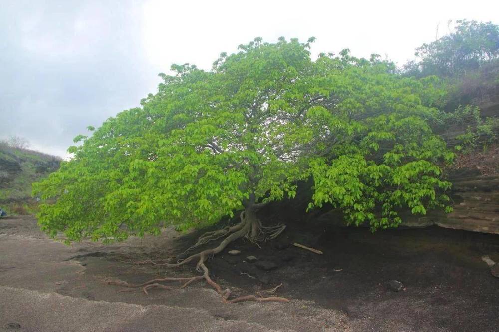 番石榴树|世界上最毒的植物，摸都摸不得，在树下躲雨都能中毒