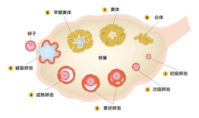 女人月经周期20几天和30几天哪个更好?