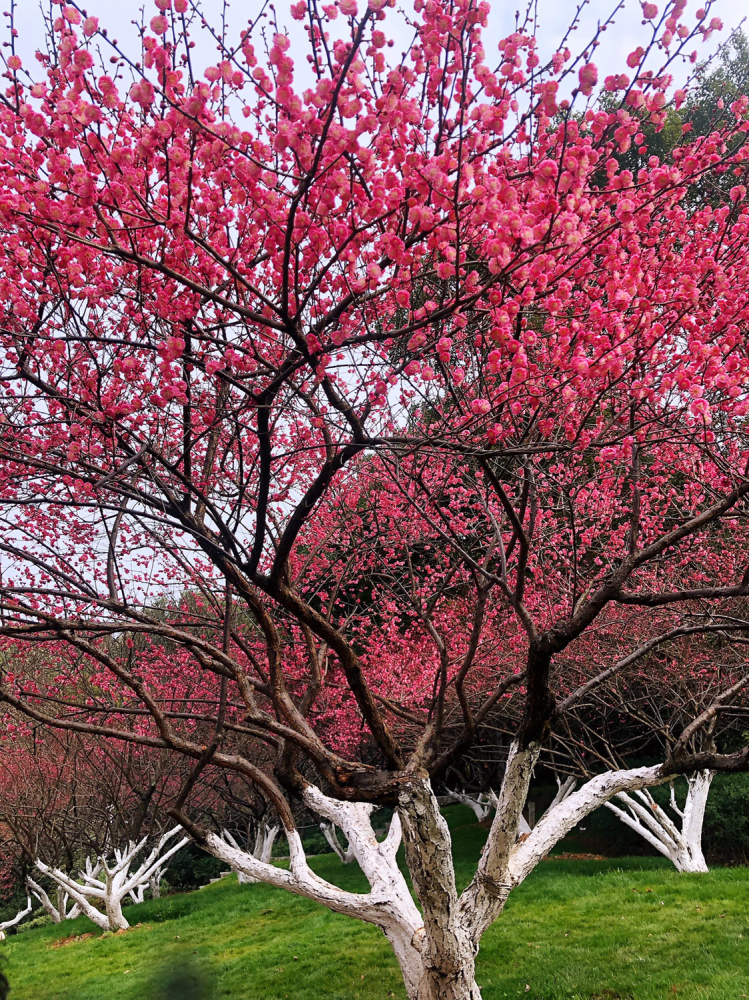 沙湾公园500余株梅花开花,春节期间可来赏花