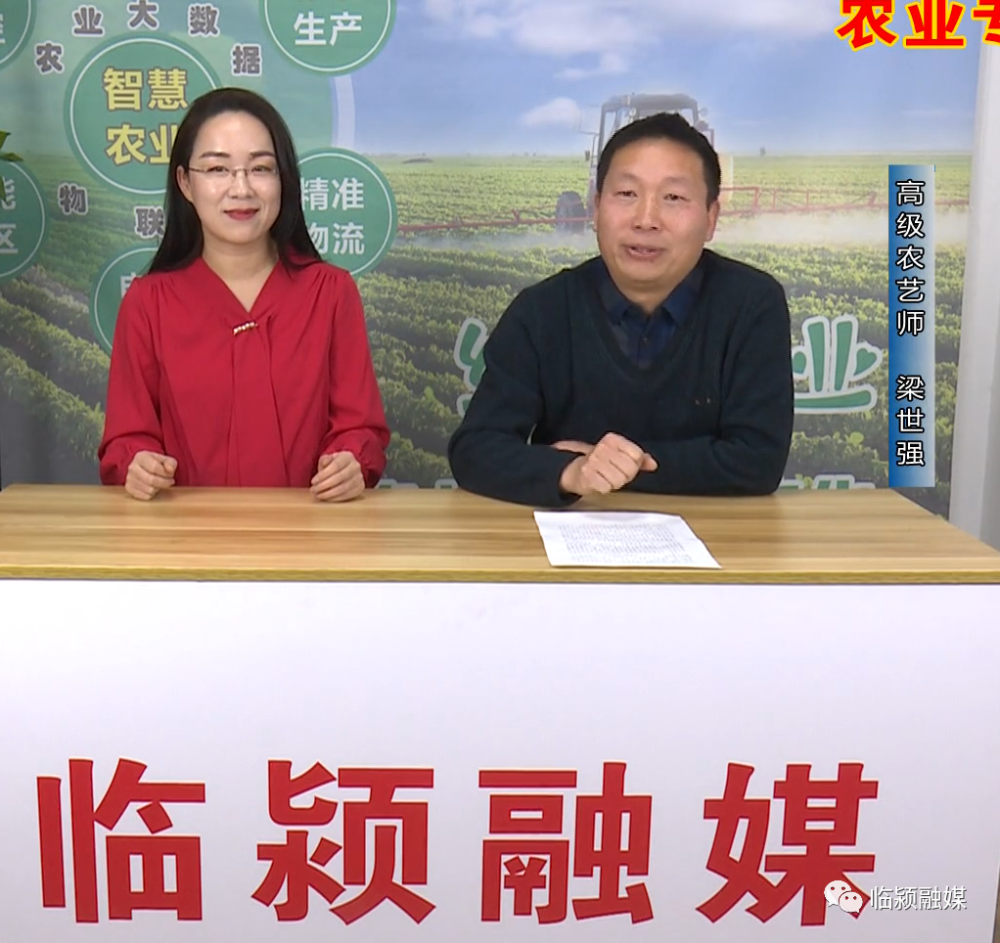 麦田|农民朋友快来看！春季麦田怎么管理、辣椒如何种植 农业专家告诉你