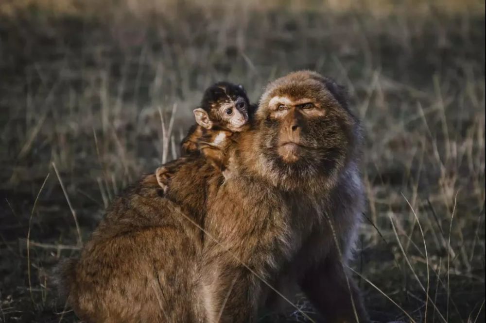 猴子|五花八门的猴子，有些你一定没见过！
