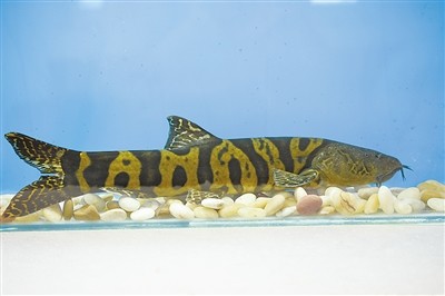 牛栏江3种和1类土著鱼进入国家二级保护动物名录