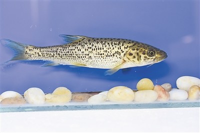 国家二级保护动物名录|国家二级保护动物|土著|长江|国务院|金沙江