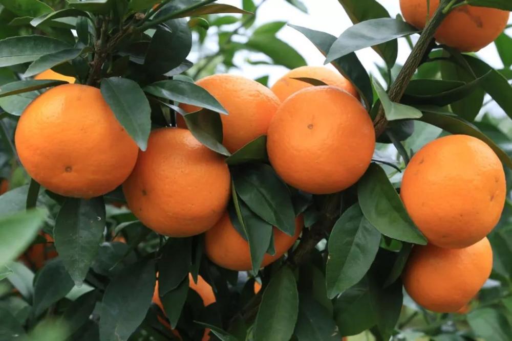 武鸣沃柑|富硒沃土生好柑，武鸣沃柑响当当