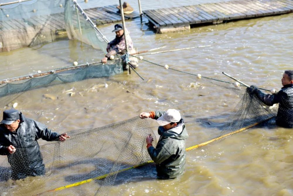 這裡一次捕魚一萬多斤!