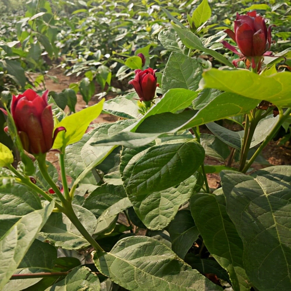 植物|去野外挖植物当盆栽养？4种植物濒危，挖一株少一株