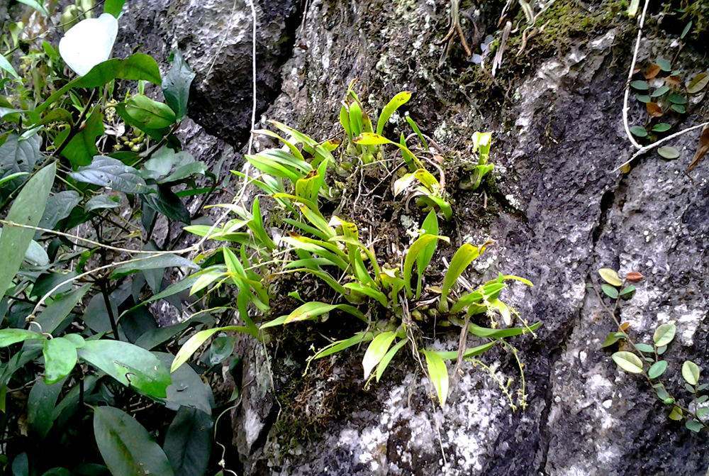 植物|去野外挖植物当盆栽养？4种植物濒危，挖一株少一株