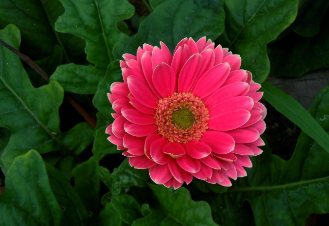 正月初一开始到年底 三生肖事业爱情能两全 很少为生活操心 腾讯新闻