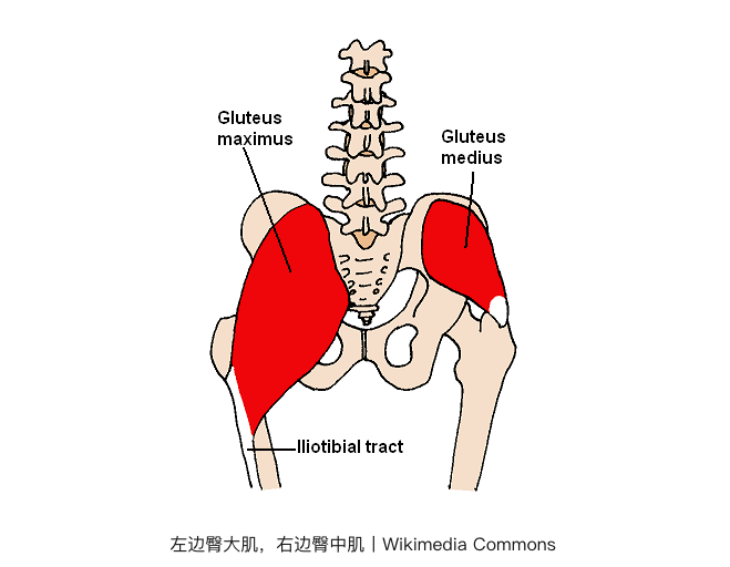 肛门|人类为什么会长出肛毛，可以刮掉吗？专家：千万不要！