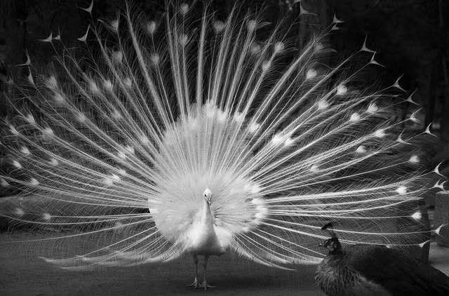 肛门|人类为什么会长出肛毛，可以刮掉吗？专家：千万不要！