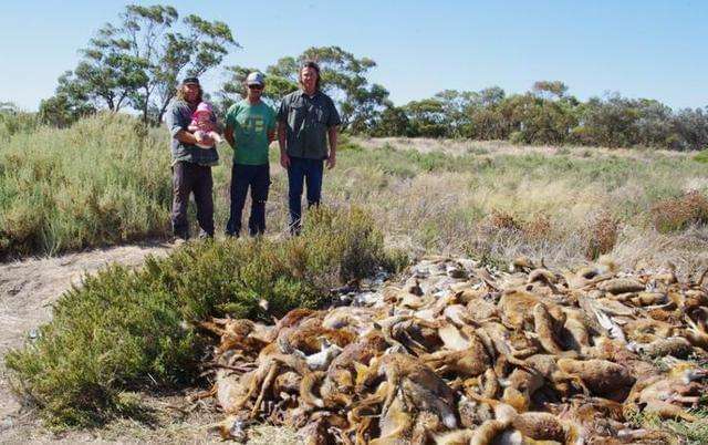 澳大利亚泛滥成灾的动物一种是兔子还有一种曾出动军队去消灭