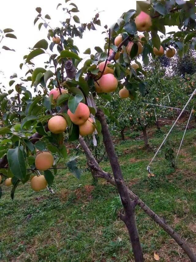 茅山后村|上天赐予佛山后村的一颗仙果——茅山后佛见喜梨记